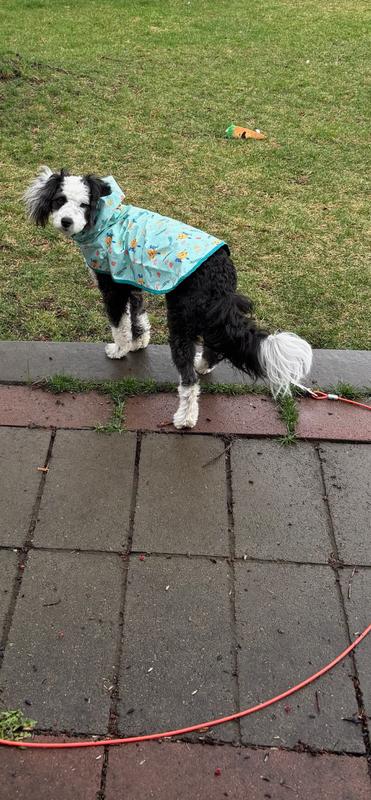 Dog wearing raincoat