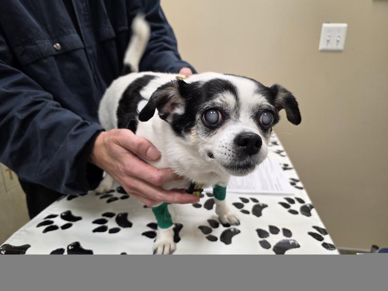 Pre-Op Eye Exam before Cataract Surgery