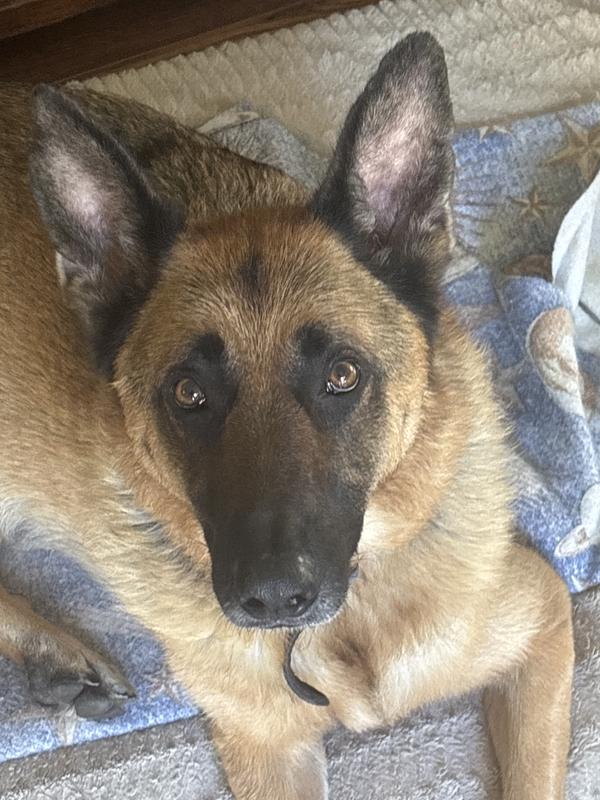 Picture of the snob, himself