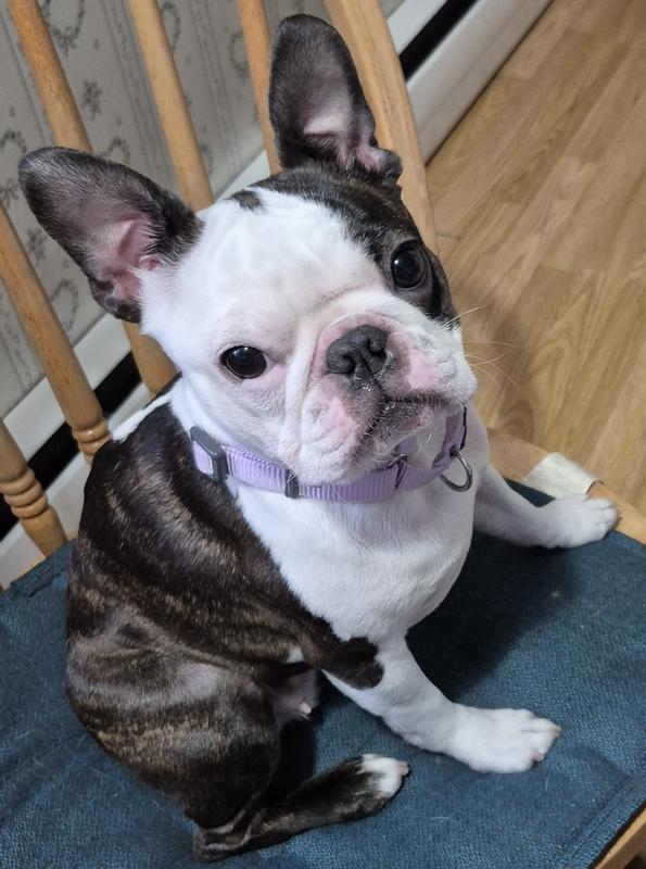 Looking good in her new collar!