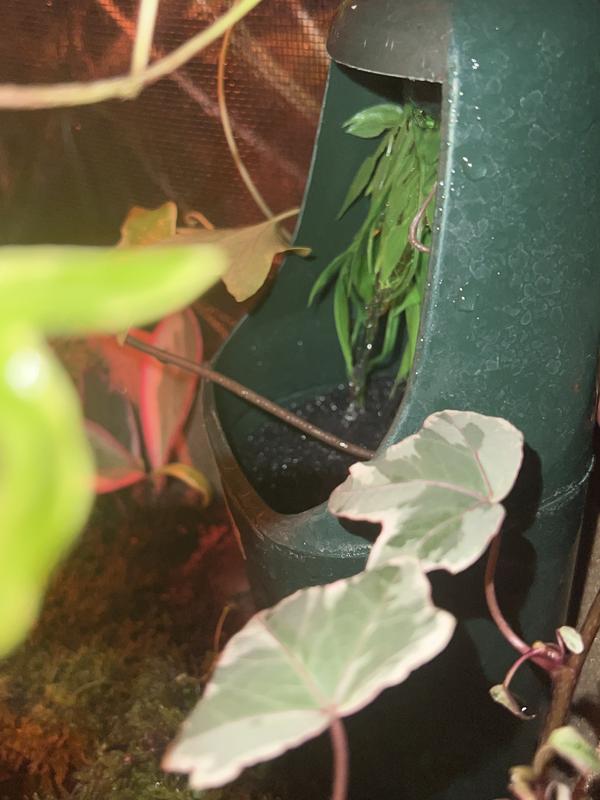 That is in my viper tank