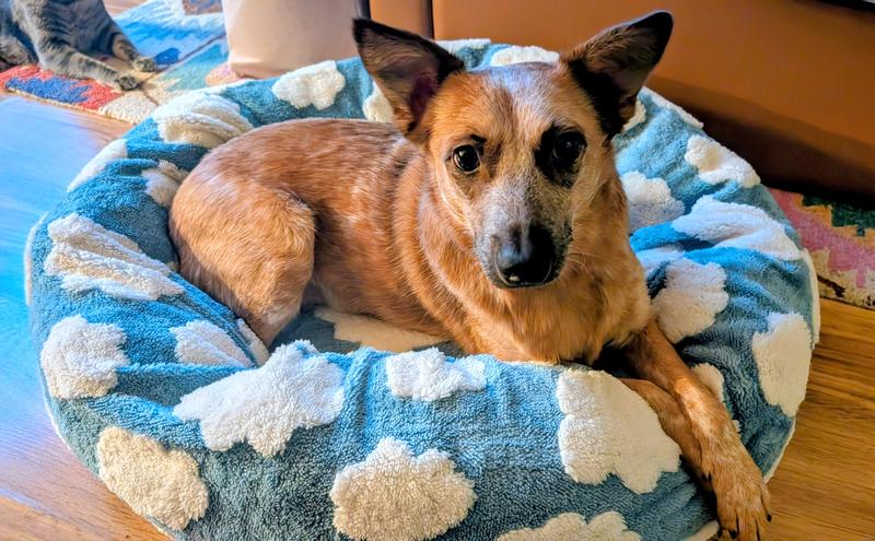 This is the medium size and it's perfect for my 40 lb heeler with plenty of space for her to stretch out.