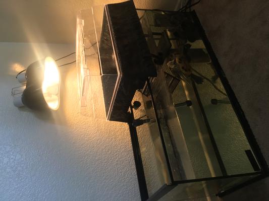 whole view of the bask