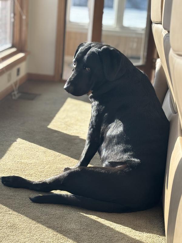 Pensively waiting for his chew