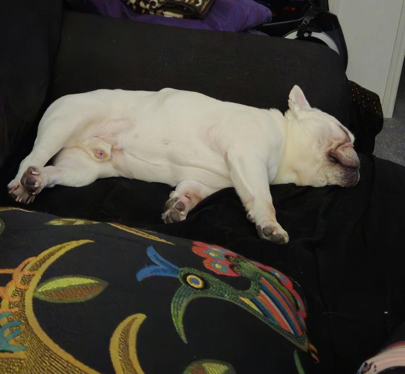 Played hard and now a power nap