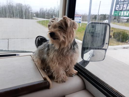 Our Chewy, up in the motorhome