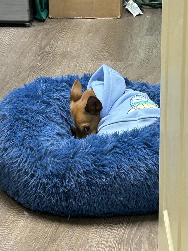 Tan chihuahua mix curled up in a blue donut bed wearing a blue hoodie