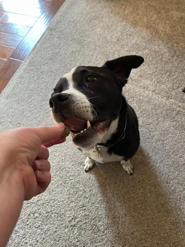 Joaquin loves the peanut butter flavor!