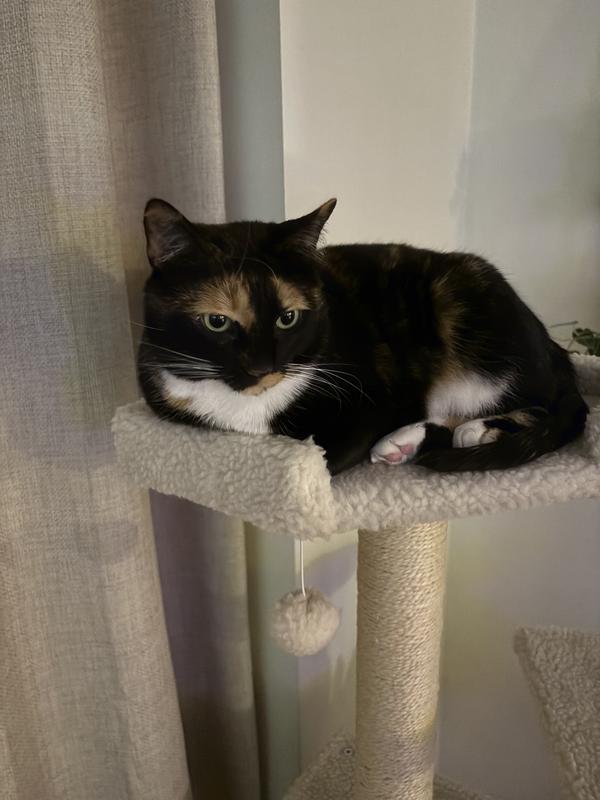 Cat loves this cat tree