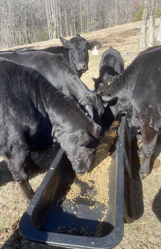 They devour these cubes!