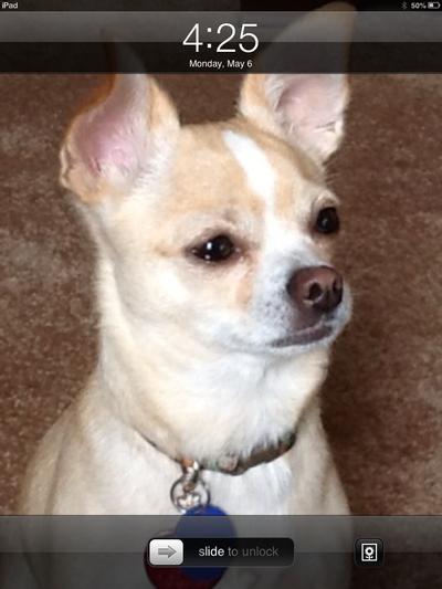 Shilo loves Chewy.com.