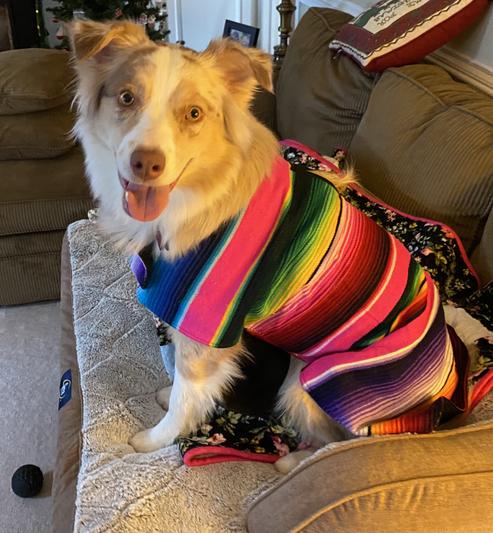 BAJA PONCHOS Handmade Dog Poncho reviews Chewy