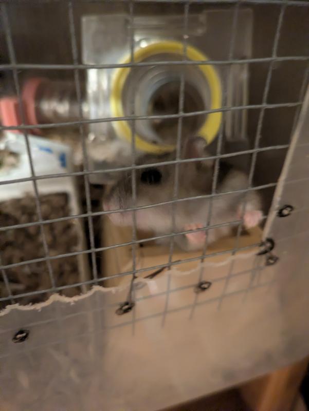 Timmy impatiently waiting for his food