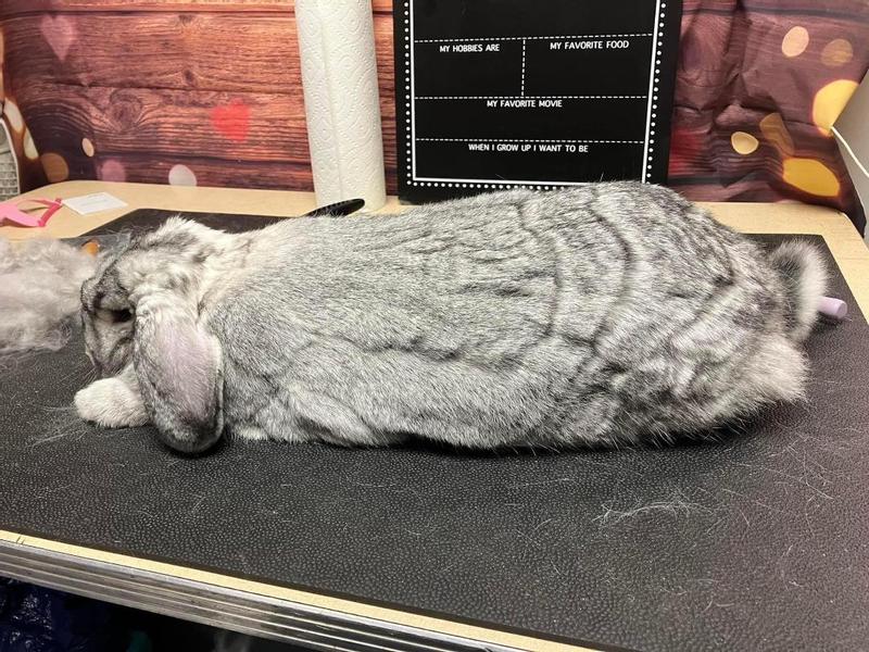 TOP PERFORMANCE Table Dog Mat, Purple, Large