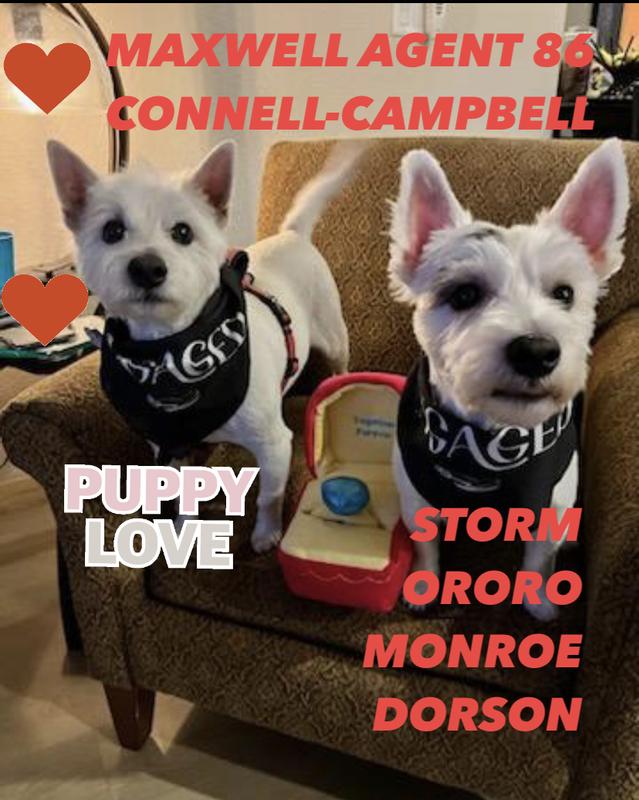 She said YES!! Storm Ororo Monroe Dorson & Maxwell Agent 86 Connell - Campbell 2023