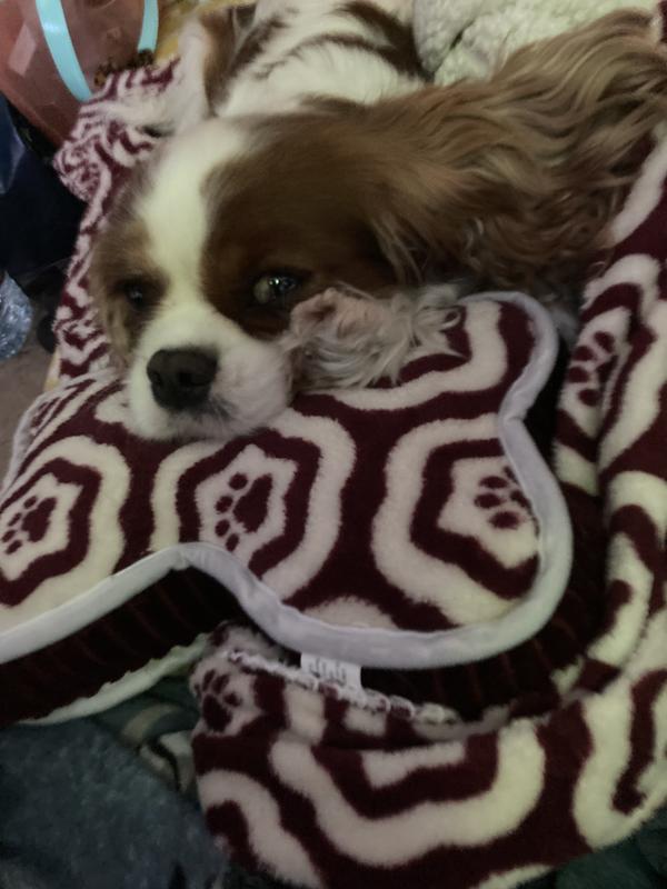 A small pillow for a small head… but I still steal Mama pillows whenever possible. Tee hee hee.