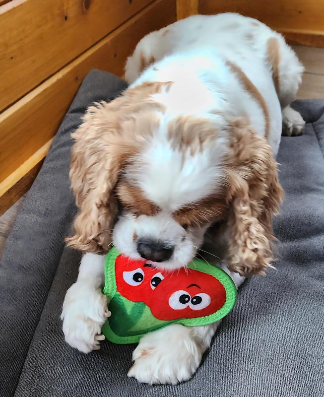 Happy Ovilar with his new favorite toy.