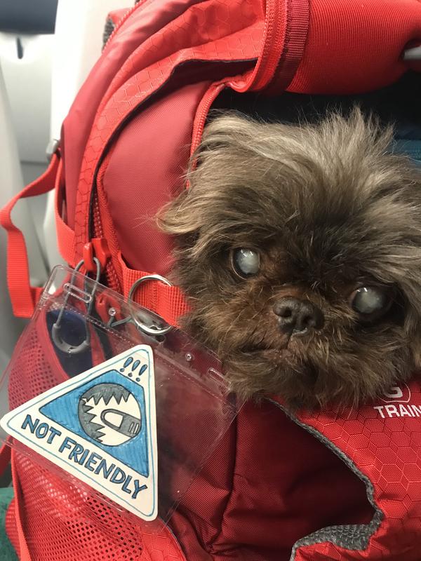 Made a not friendly sign on the pack since I can't monitor if anyone's trying to pet her when she's on my back. She will bite their finger if they try, but they can't say they weren't warned!