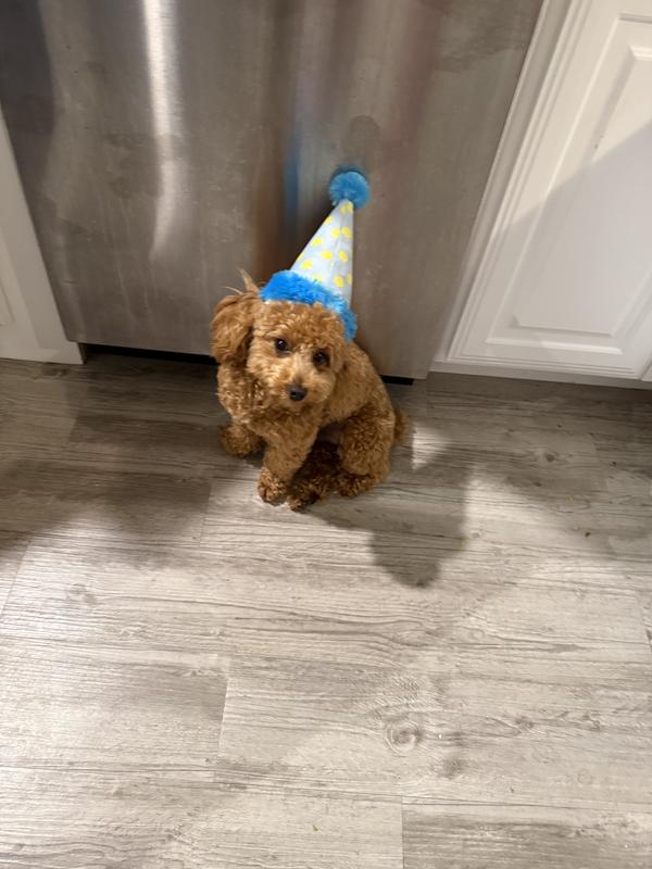 Benji’s 1st Birthday! He was sick of me putting it on him and gave in. Lol