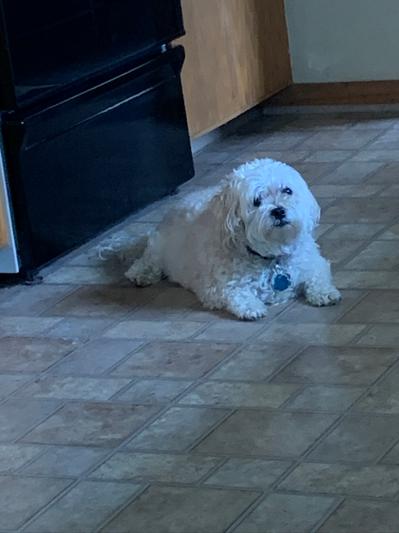 Picky dog that loves this food