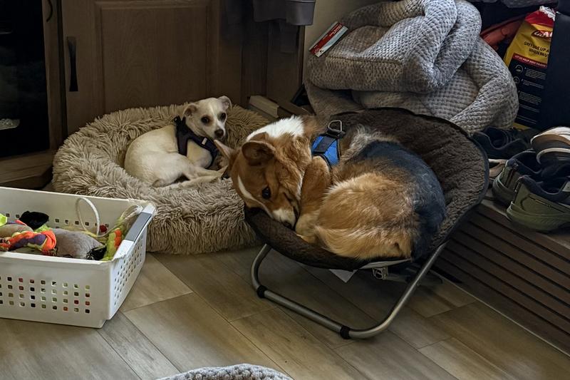 This is our jealous corgi that we didn’t buy one in his size