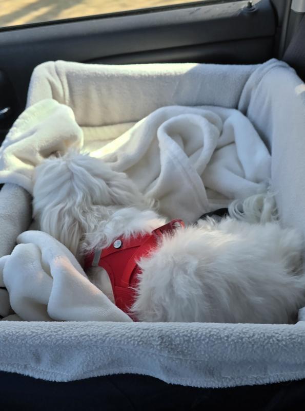 She's 9 lbs and has all the room in the world to sleep and enjoy the car ride.