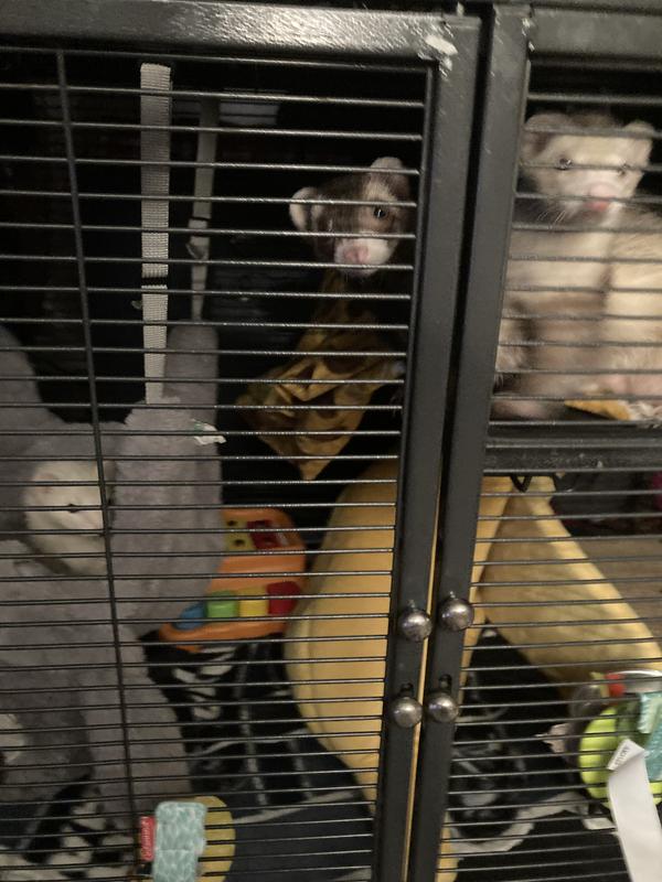 More pellets please