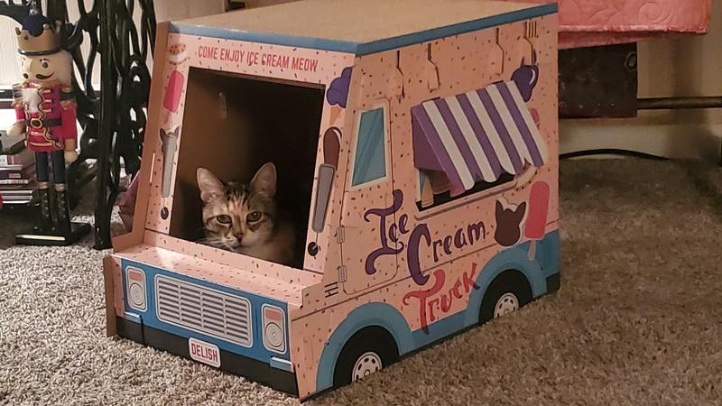 Smallest cat, on break from her job serving ice cream.