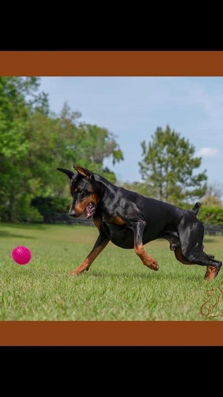 Loves his ball