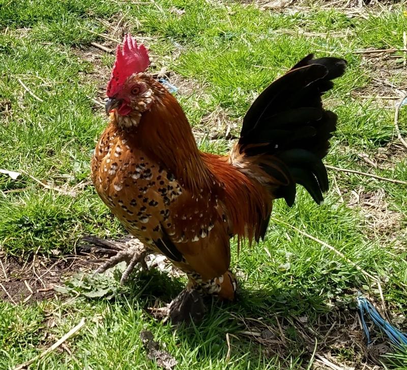 King Louis the Mille Fleur d'Uccle rooster