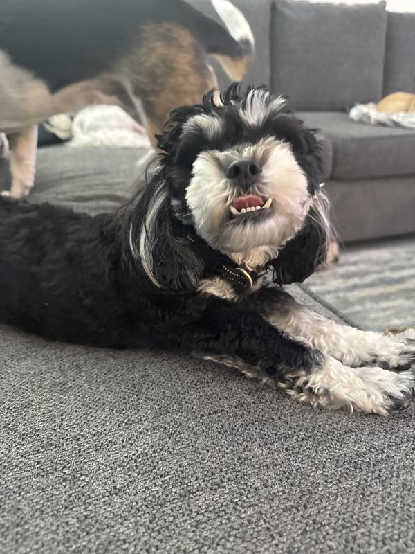 Happy puppy!