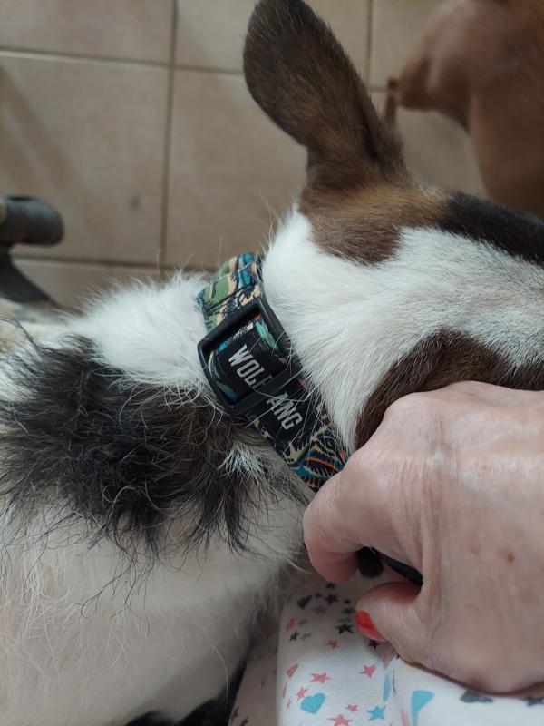 I know she'll slip out of collar