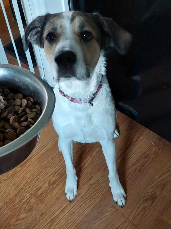 These goobers just love and adore this food. I can't explain it. It must be really special.