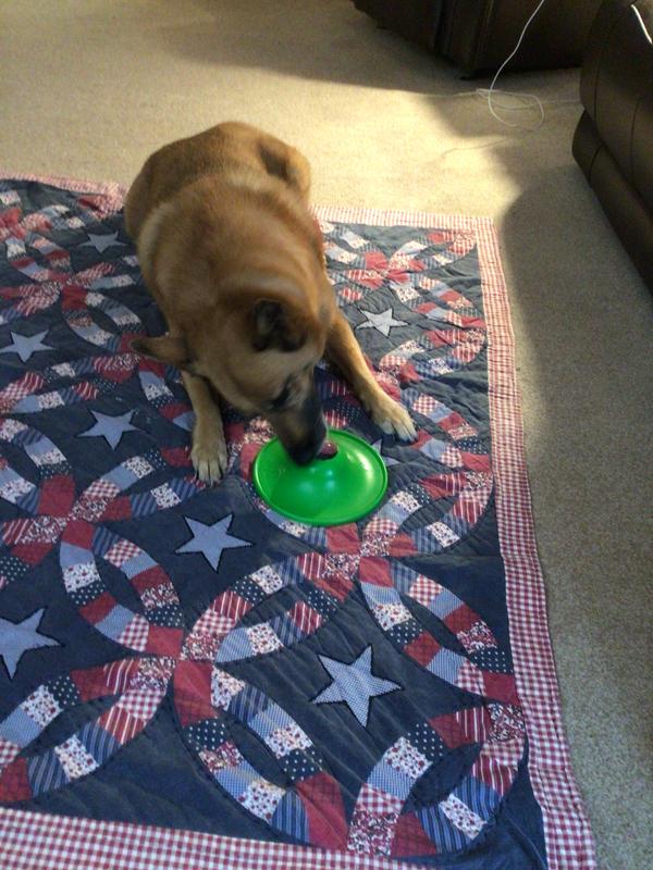 Ginger relaxing with her soothing saucer.