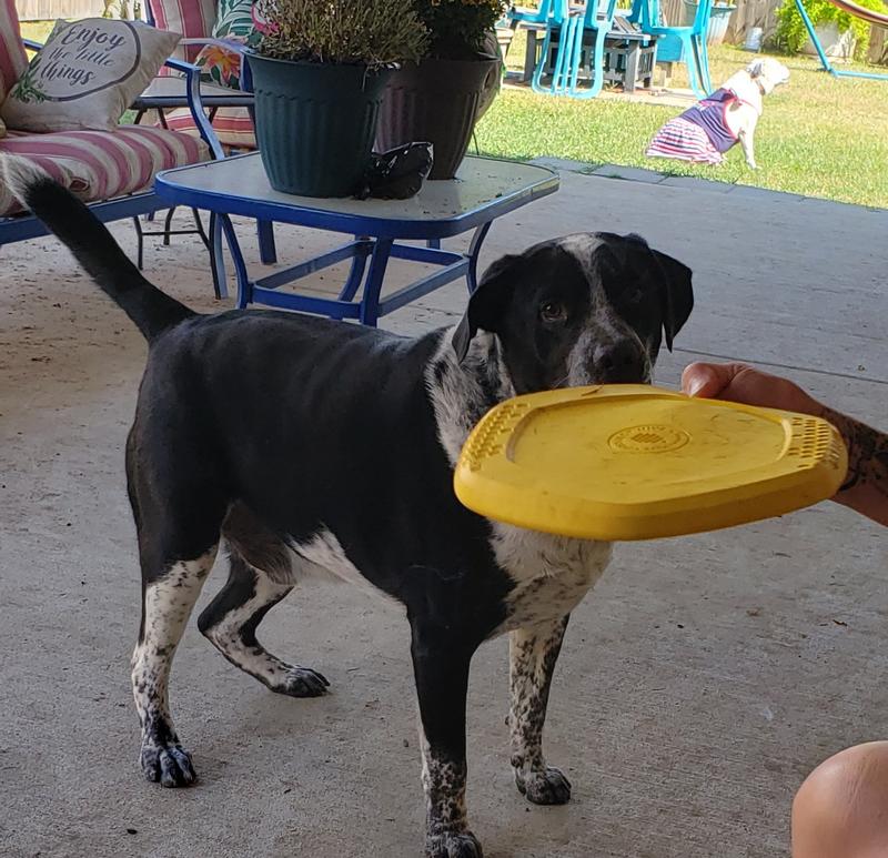 dog hit by frisbee