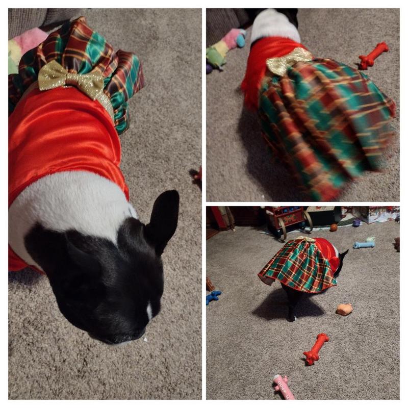 Lucy's fancy Christmas dress