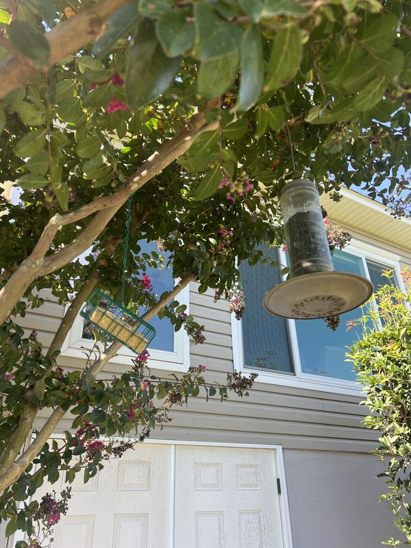 Suet cage near the bird house and sunflower bird feeder