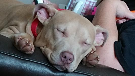 Sleeping after a good meal.