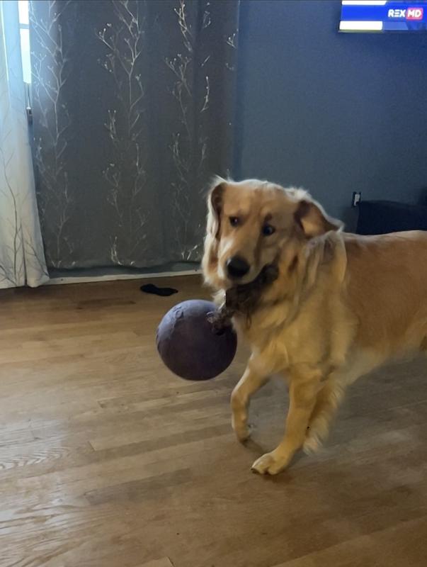 JOLLY PETS RompnRoll Dog Toy, Red, 8in