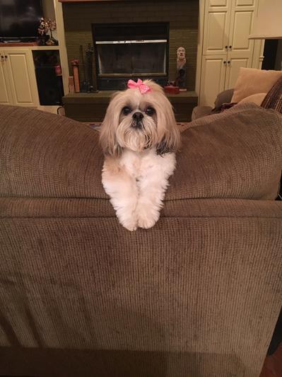 My Shih Tzu, Sunny!