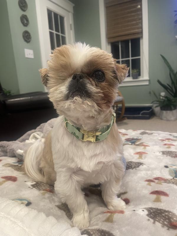 ZALEY DESIGNS St. Patricks Day Shamrock Smiles Adjustable Cotton Dog ...