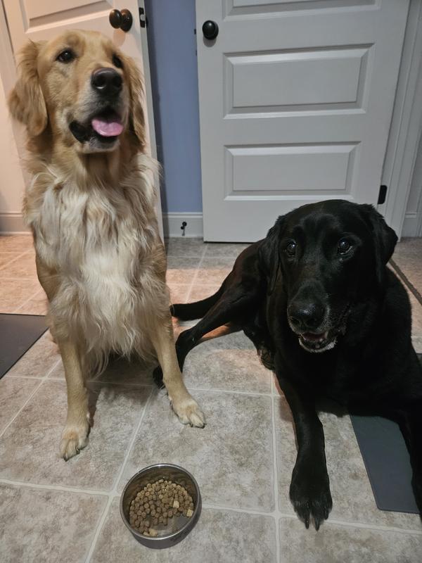 Ellie and Apolllo get so excited for mealtime when they know they're getting Muenster Perfect Balance