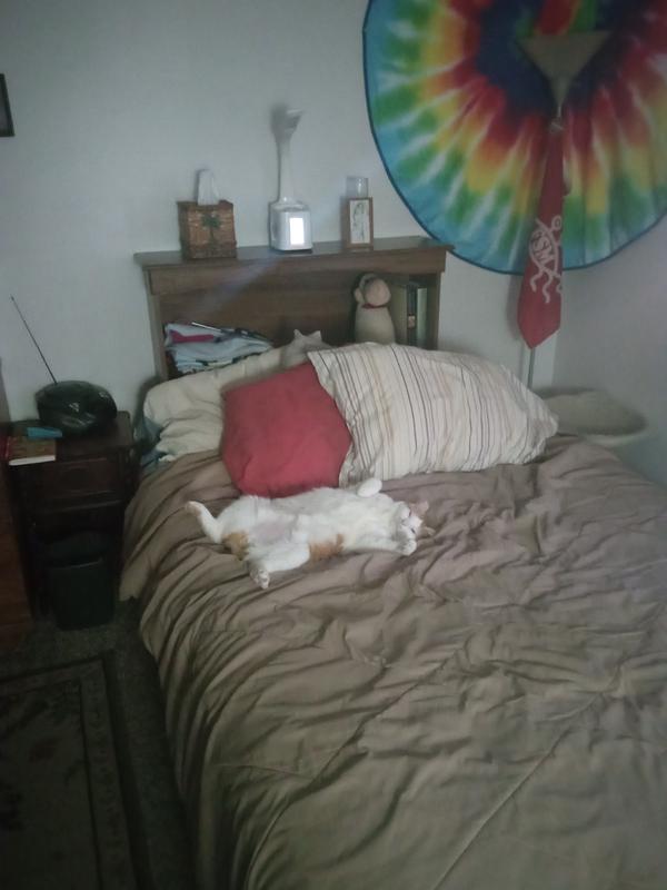 "Kiss Me-Ow"? more like Kiss me goodbye, it's nap time. 5 treats in an interactive puzzle must've wore him out!