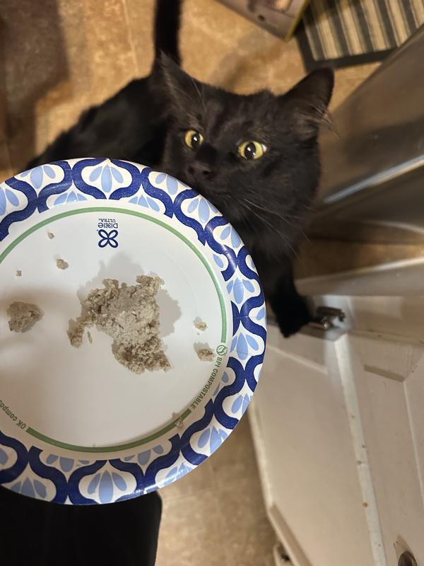 My cat was extremely interested in this!