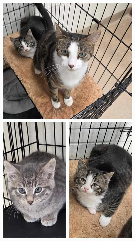 Jun Jun, Floofy and her Mini. First day in the shelter.