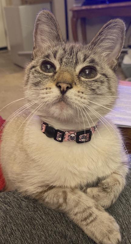 Adorable collar for my adorable kitty