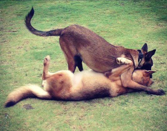 Belgian Malinois versus Gerberian Sheepsky