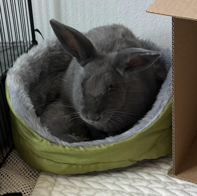 Comfy bun