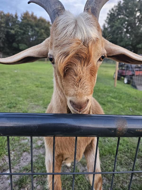 Happy goat!