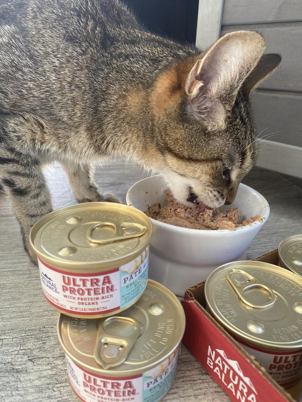 Bickiee really enjoying this Natural Balance pate food!